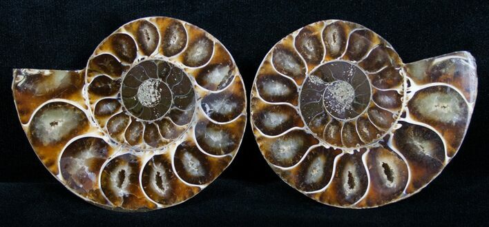 / Inch Desmoceras Ammonite #4398